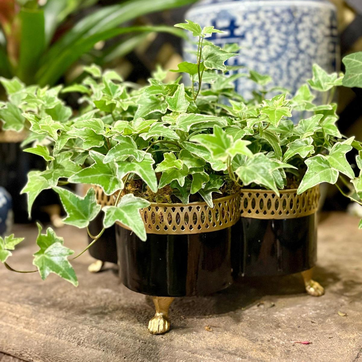 Banded Tole Quatrefoil Planter | Hand-painted Metal Cachepot Planter | Elegant Gold Claw Feet and Gold Banded Detail