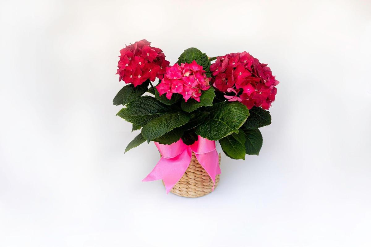 Classic Banana Weave Cachepot | Natural Woven Planter or Organizer