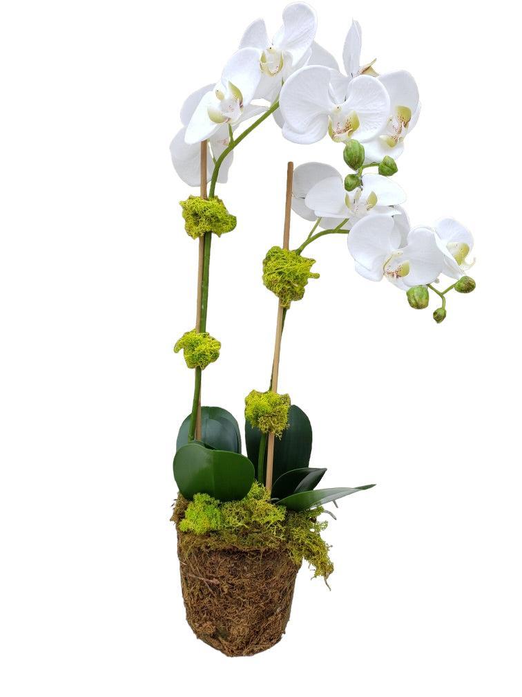 Faux Phalaenopsis Orchid - 22.5" - Double Stem