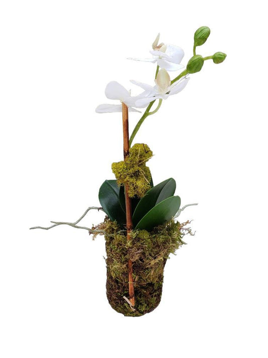 Faux Phalaenopsis Orchid - Mini 11" - Single Stem