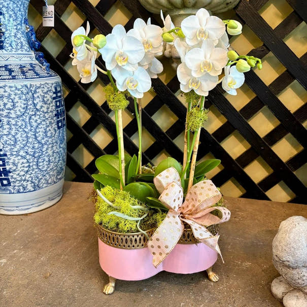 Banded Tole Quatrefoil Planter | Hand-painted Metal Cachepot Planter | Elegant Gold Claw Feet and Gold Banded Detail