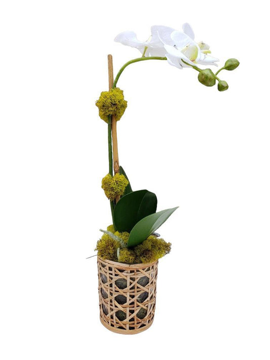 Faux Phalaenopsis Orchid - 14.5" - Single Stem