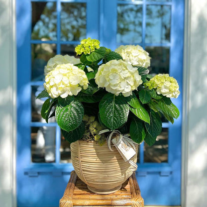 Footed Cane Planter | Deep Woven Decorative Bowl