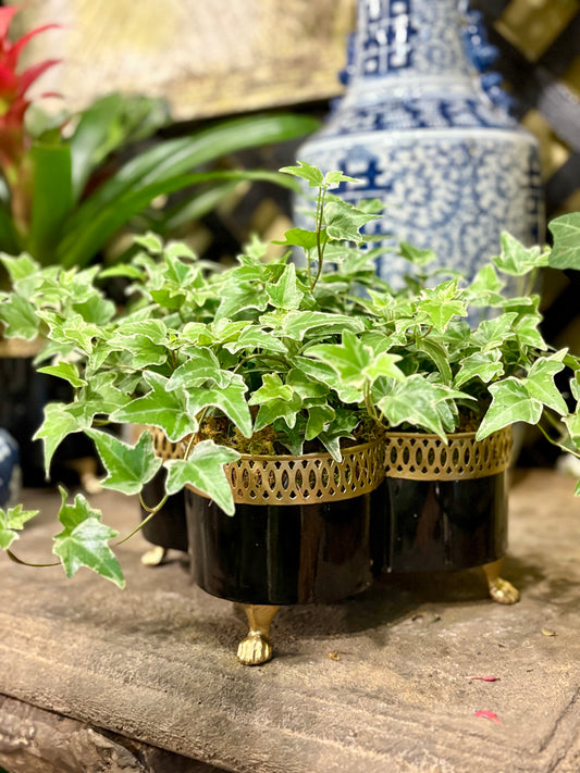 Banded Tole Quatrefoil Planter | Hand-painted Metal Cachepot Planter | Elegant Gold Claw Feet and Gold Banded Detail